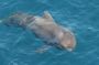 Baja05 - 236 * An inquisitive baby pilot whale